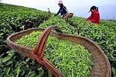 Hundreds of billions of dong are collected from exporting one type of drink every month