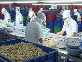 Resolve shortcomings for sustainable cashew export