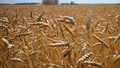 EU to impose tariffs on Russian grain