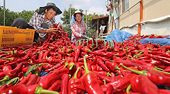 Vietnamese chili exports to China sees upsurge in March