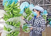 Vietnam becomes largest banana exporter to Chinese market