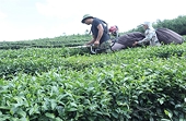 Cooperatives urged to focus on branding to expand exports of organic teas