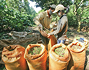 Supply pressures ahead for Vietnam’s coffee exporters
