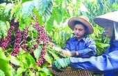 Top exporter in the world but the market share of Vietnamese coffee in Singapore is very modest