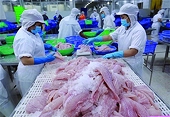 Pangasius exports are forecasted to bounce back at the end of the year