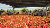 Fostering agricultural exports to the EU