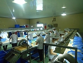 Global supply chain at risk of disruption as Việt Nam’s African suppliers of raw cashew play truant