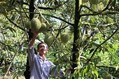Thailand becomes Việt Nam's second largest durian importer