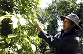 Vietnam increases export value for spice industry