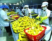 Developing export markets along with trade promotion