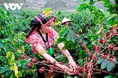 Three largest coffee import markets of Vietnam
