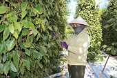 Agricultural, forestry, fishery exports post US$34.27 billion in revenue