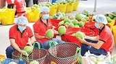 Maintaining the agricultural export market of China