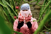 Vietnam’s farm produce has more opportunities in US, exports boom