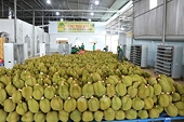 China's door opened wide for Vietnamese agricultural product exports