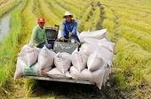 Rice export prices are high, why are businesses in the industry still worried about losses?