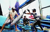 Seafood businesses face difficulties with S/C to export to Europe