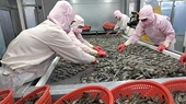 Shrimp exports “accelerate” in most markets