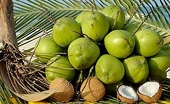 Vietnam's coconut exports to rise remarkably thanks to shipments to China
