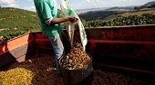 WTO chief urges EU to rethink deforested goods ban