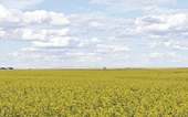 Canola market reacts to China