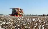 China to probe Calvin Klein, Tommy Hilfiger parent firm over Xinjiang cotton