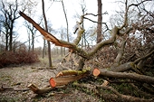EU proposes to delay landmark anti-deforestation law by 12 months
