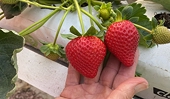 ‘Magnificent’ strawberries exported to Vietnam for first time