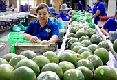 Standardising fruit quality can open up new markets for Vietnam