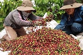 Vietnam's coffee export reaches new highs