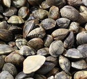 Clams are Vietnam's main shellfish export product.