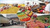 Vietnam agricultural products’ quality to meet Chinese high standards