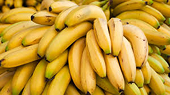 Surpassing the Philippines, Vietnam becomes the largest banana supplier to China