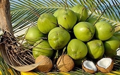 China welcomes the first shipments of fresh Vietnamese coconuts