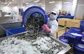 US concludes final anti-subsidy investigation on frozen warm-water shrimp from Vietnam