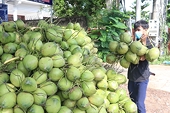 Fresh coconuts quenching new overseas markets