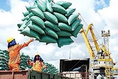 Vietnam’s Agri-Export Trade Soars in 2024, Showing Scope for Foreign Investment