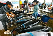 Tuna exports poised to hit 1 billion USD this year