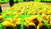 Accelerating official fruit and vegetable exports to China