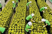 Vietnam’s fruit, vegetable exports likely to set new record in 2024