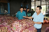 Việt Nam's passion fruit targets US market breakthrough by 2025