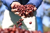 Việt Nam’s coffee exports possibly surpass $5 billion for first time