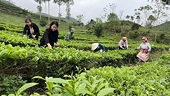 Creating an export identity for Vietnamese tea