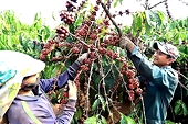 Vietnamese coffee sector working to meet EU Deforestation Regulation
