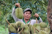 EU increases pesticide residue checks for Vietnamese durian