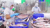 Vietnam's seafood exports are confident of reaching 2025 billion USD by 11. How will US tax policy affect it?