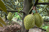 China’s durian craze powers Vietnam’s $3 billion export boom