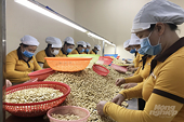 Cashew industry and new export record