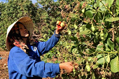 Vietnam sets record with nearly $1.2 billion cashew exports to the US