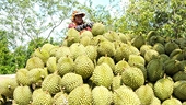 Durian faces difficulties when exported to China